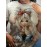 Plus Size Women's Round Neck Short Sleeve T-Shirt with Cute Little and White Dog Outdoor Pattern Print